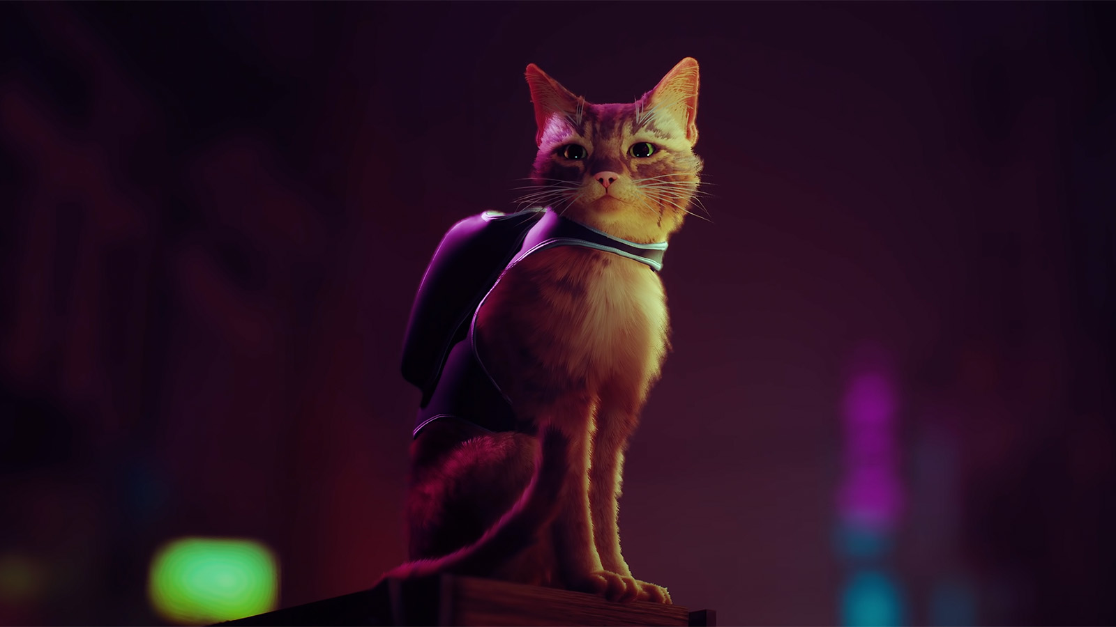 Cat Adventure Game Stray Gets Delayed To Summer 2022